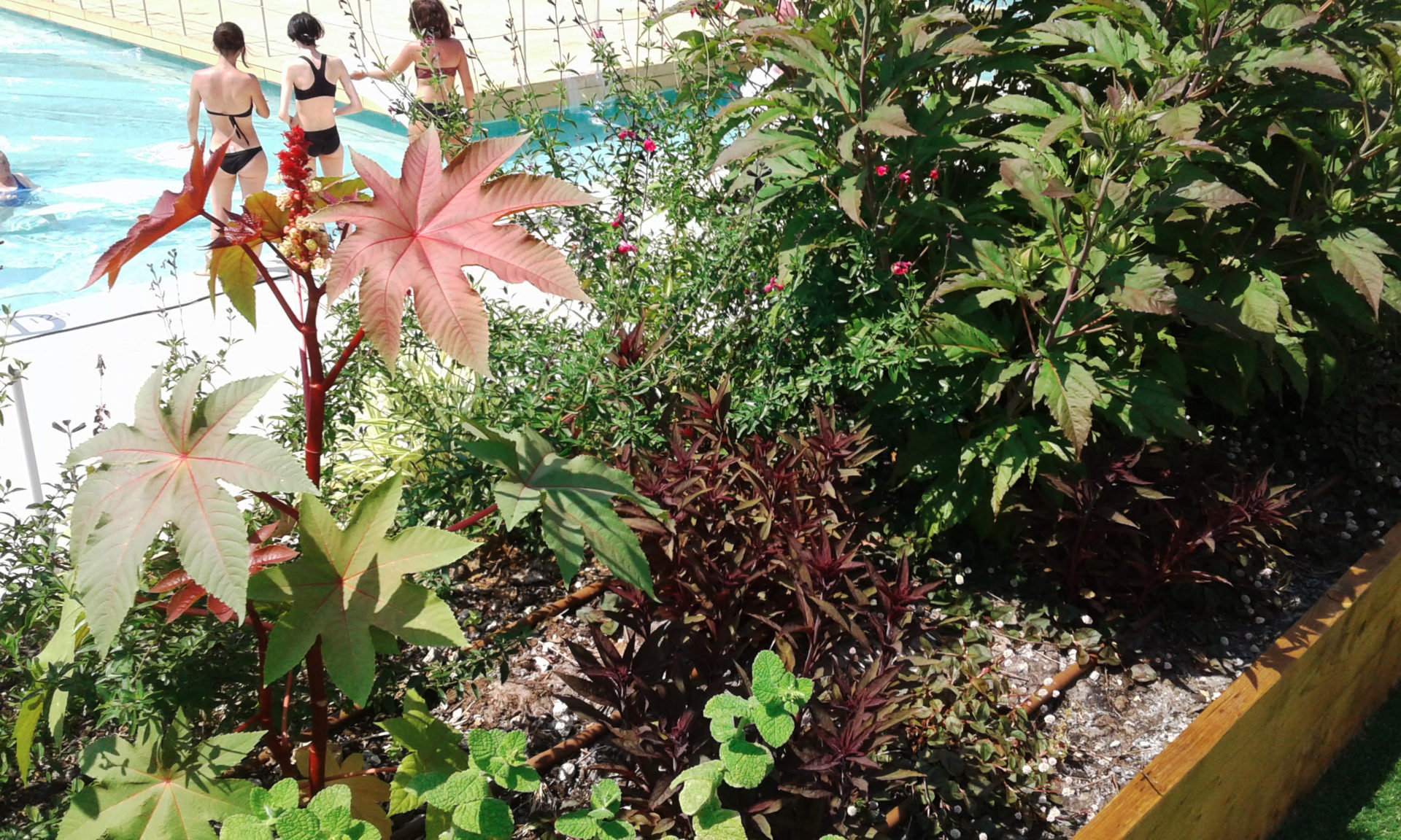 piscina-fiori-giardini-bagni-misteriosi-milano-ita - Bagni Misteriosi
